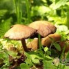 餐桌上的最毒美食 你怕了嗎？