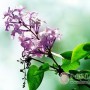 喝花茶可以喝出芬芳體香嗎